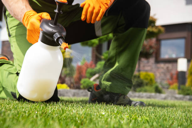 Best Wasp Removal Services  in North El Monte, CA