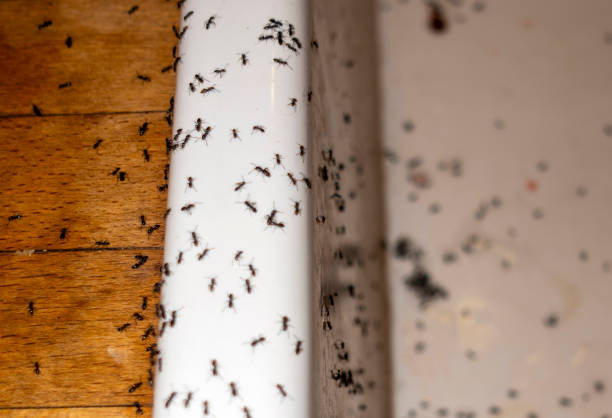 Best Residential Pest Control  in North El Monte, CA