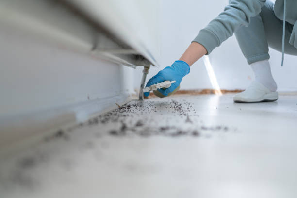 Best Affordable Pest Control Services  in North El Monte, CA